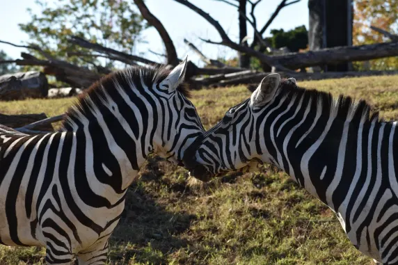 Kasino Slots Cafe Podpora